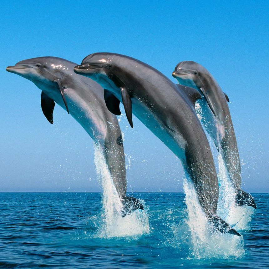 Zan Coast Tour & Safaris