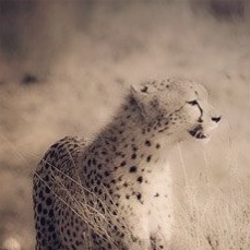 Zan Coast Tour & Safaris