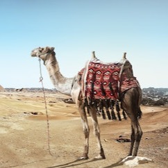 Zan Coast Tour & Safaris