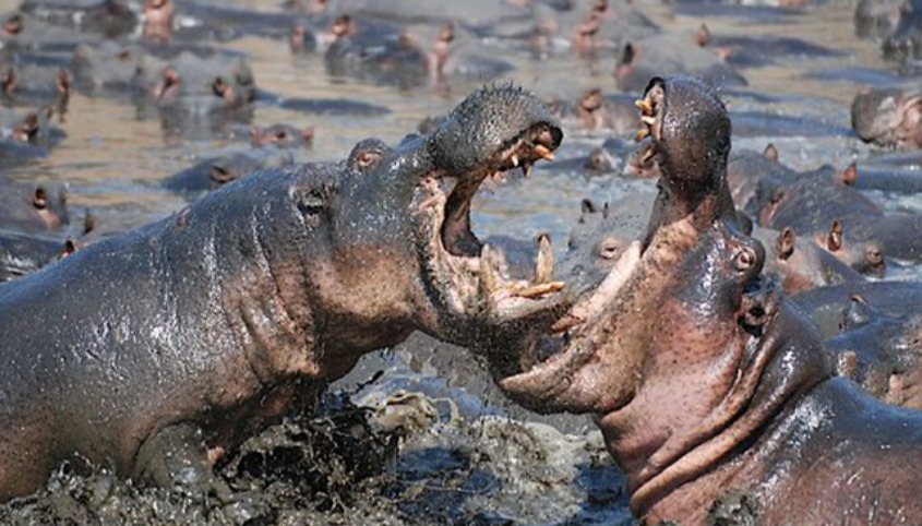 Katavi National Park