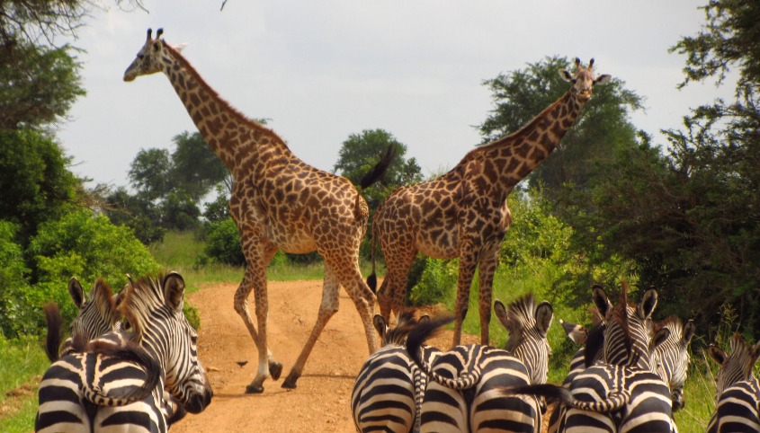 Mikumi National Park