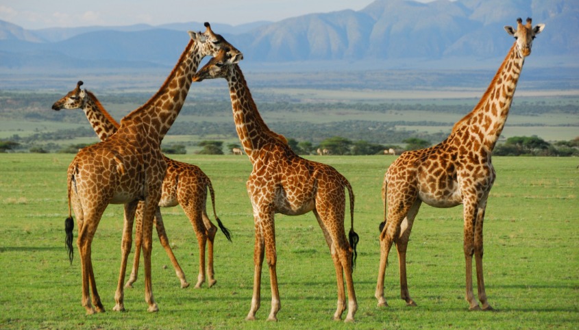 Serengeti National Park