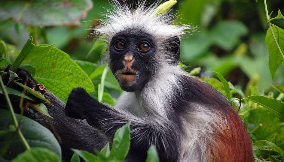 Jozani Forest Tour with Red colobus Monkeys .