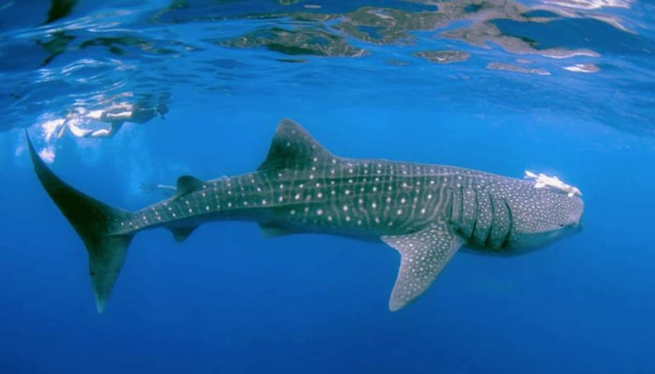 Zan Coast Tour & Safaris