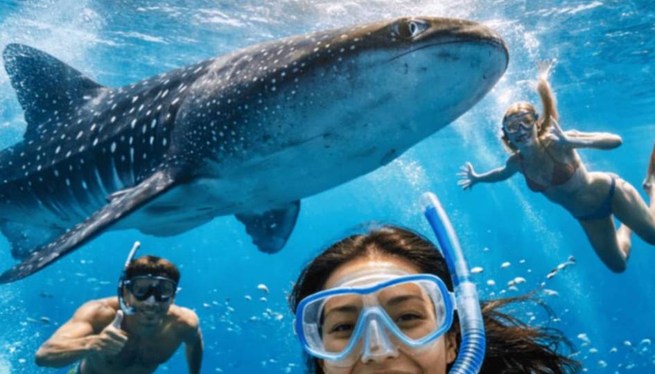 swim with whale shark day trip from zanzibar to mafia island