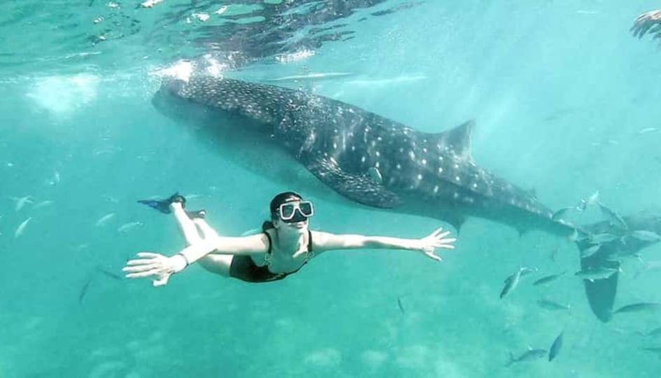 MAFIA AWHALE SHARK ADVENTURE 2 DAYS 1NIGHT FROM ZANZIBAR