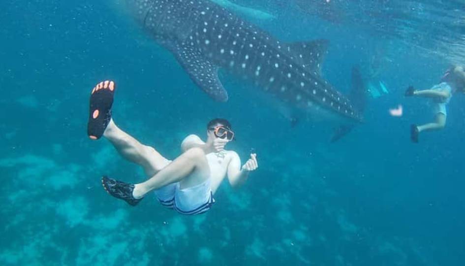 MAFIA WHALE SHARK  ADVENTURE FROM ZAANZIBAR 4 DAYS 3 NIIGHTS