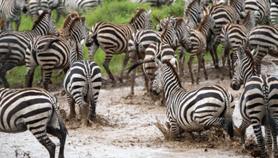 3 Days / 2 Nights Serengeti National Park & Ngorongoro Crater Safari from Zanzibar